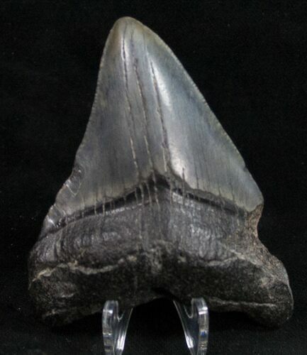 Bargain Megalodon Tooth - South Carolina #11068